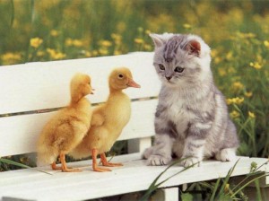 Will it be duck for dinner? Or cat?