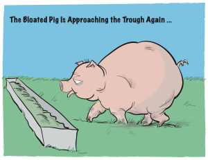 bloated-pig-approaching-trough